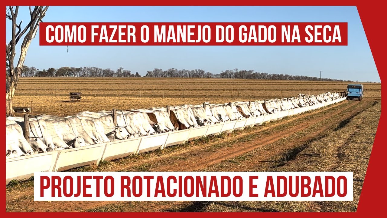 COMO FAZER O MANEJO DO GADO NA SECA - Projeto ROTACIONADO e ADUBADO para BOVINOS DE CORTE