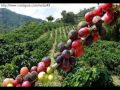 Manizales rumba y café