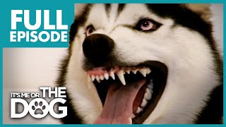 The Demon Husky: Diesel | Full Episode | It