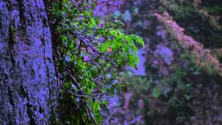 Dovedale - Winter 2011, Peak District National Park