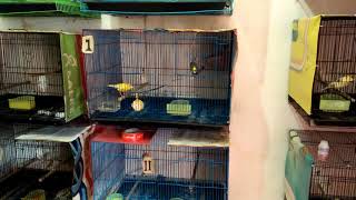 Download lagu rayuan anak Rimba,blackthroat x kenari,BLACKEN. mp3 Download lagu rayuan anak Rimba,blackthroat x kenari,BLACKEN. mp3