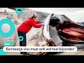 Enorme vinvis wordt uit elkaar gehaald en onderzocht