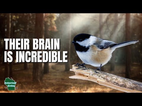 5 Things You Didn't Know About Chickadees!