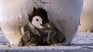 Emperor penguins - The Greatest Wildlife Show on Earth - BBC