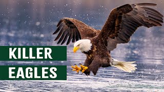Download lagu Wings Of Death: The Most Powerful Apex Predator Of The Skies | Eagles Hunting In Action mp3