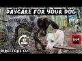 Dog TV for Dogs 🐾 Real Dogs Barking, Playing & Exploring for 12 Hours