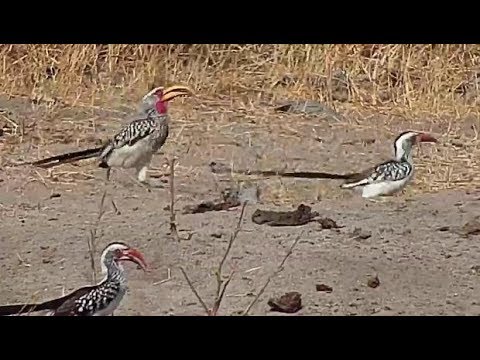 Djuma: Red-billed and Yellow-billed Hornbills - 13:580 - 08/06/19
