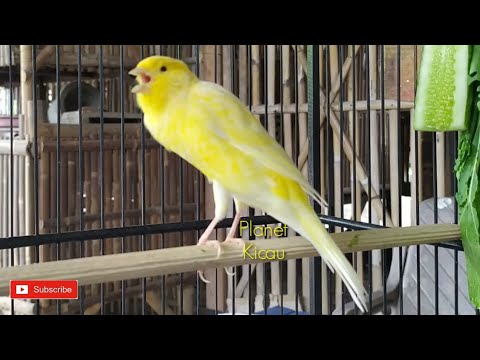 TÉLÉCHARGER CHANT DE CANARI TIMBRADO MP3 GRATUITEMENT GRATUITEMENT CANARI TIMBRADO TÉLÉCHARGER CHANT DE MP3