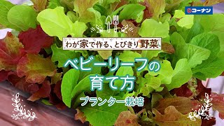 ベビーリーフの育て方【プランター栽培】