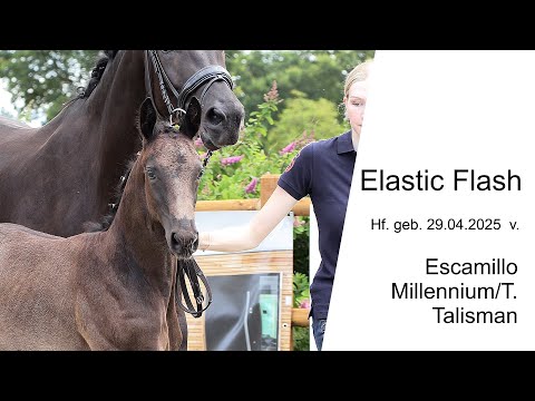 Hf v Escamillo x Millennium T x Talisman 2025