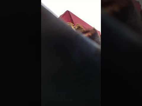 Nadvorna Spinka wedding