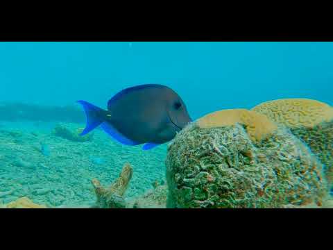 2 Surgeonfish - scuba diving video