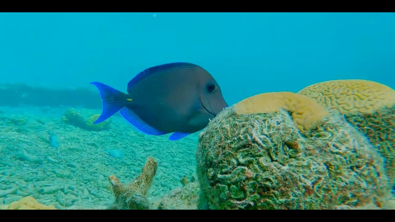 Sloping Heads, Tapered Bodies - Caribbean Snapper videos, genus and species.
