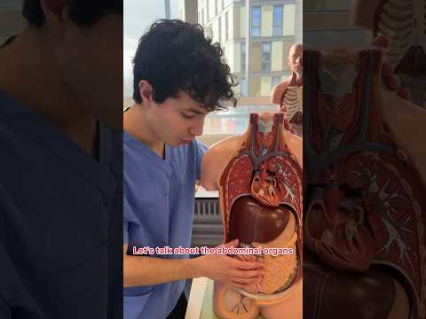 THIS IS IN YOUR ABDOMEN 😱 #anatomy #medicine
