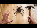 Killing A Spider