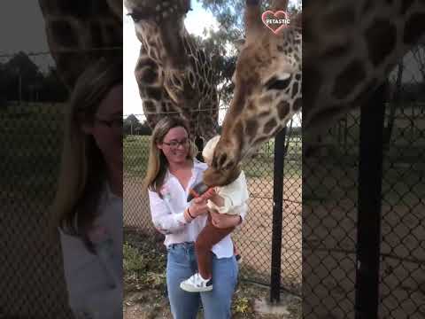 Cutest animal-child interaction: at the zoo, toddler feeds giraffes! || PETASTIC 🐾