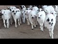 sounds of sheep , Sheep Sound , lamb noises , Animal Sound Effect