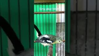 Download lagu Kicoan sirtu ekor hitam mp3