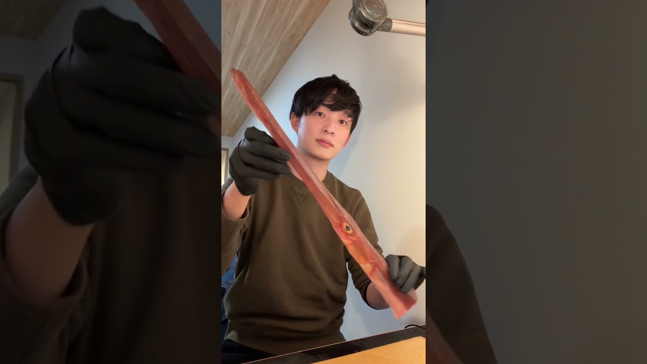 アカヤガラ骨格標本#いのししの人 #骨格標本