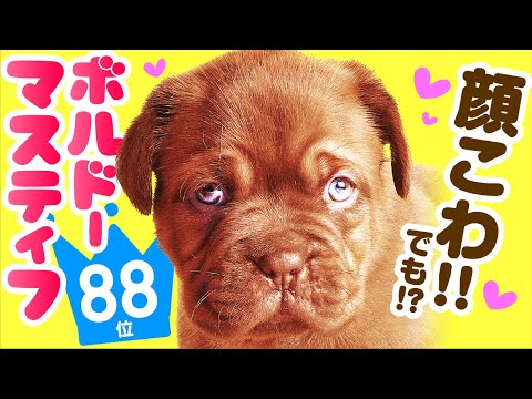 ドーグ ド ボルドー