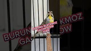 Download lagu burung Blackmoz gacor, #burung mozambik gacor full isian, #burung blacktroat gacor, #burung #birds mp3