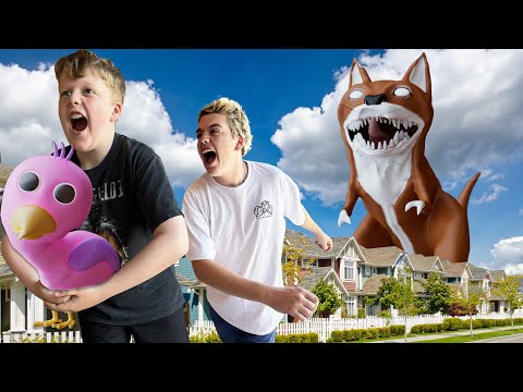 Baby Opila Bird Tricked us Into Getting chased by Kittysaurus!