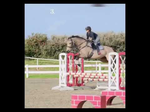 Choose ur horse ✨show jumper edition✨