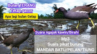 Download lagu Suara pikat Mandar batu birahi/pikat Mandar batu ngajak kawin #burung mp3