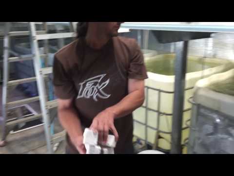 How to massively increase the biological capacity of your system