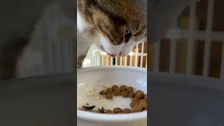 【猫多頭飼い】ご飯の時間 #猫動画 #猫かわいい #猫の咀嚼音