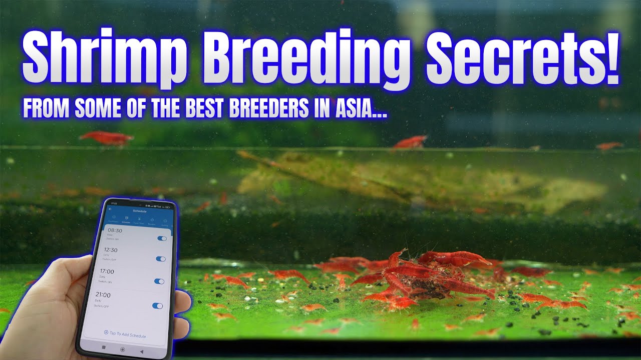 The Ultimate Secrets For Breeding Shrimp