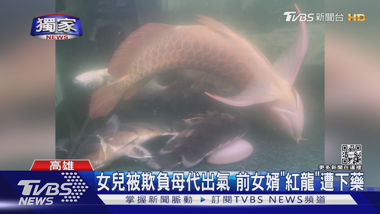 女兒被欺負？前岳母毒死紅龍　前女婿反控：遭情緒勒索