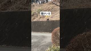 野良の黒猫