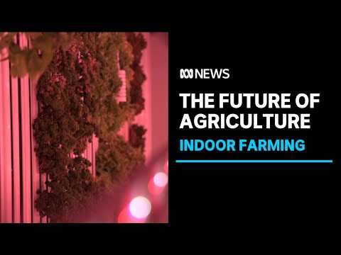 Vertical farming, protected cropping helping farmers adapt to climate change | ABC NEWS