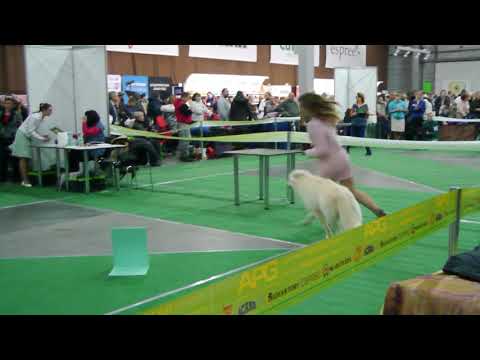 24.02.2018 Acana Champions Class Males