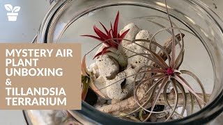 Air Plant Mystery Box | Tillandsia Terrarium | Air plant Terrarium