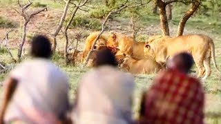 [問卦] 為什麼非洲獅子 會怕人類？