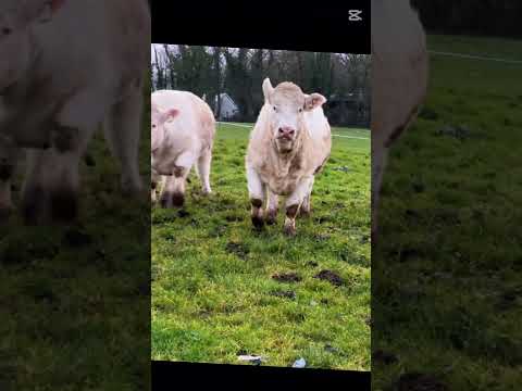 2 Pedigree Charolais Heifers - Image 2
