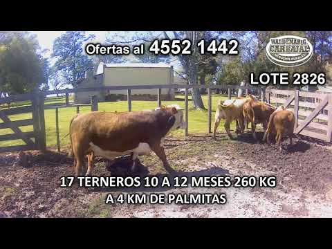 Lote 17 Terneros 12 POLL HE- 3 HE c/ CH- 1 HE c/ NO- 1 HE 260 Kgkg -  en Palmitas- A 4 Km de Palmitas