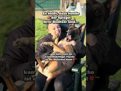 Na wie seid ihr so?🤣🤣🤣 #hund #dog #hunde #dogs #malinois