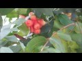 Singapore Plants -- WATER APPLE, ROSE APPLE.