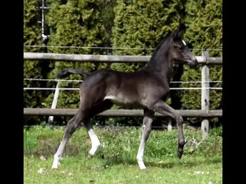 Stutfohlen , Hann. geb. 16.03.2021 v. Dancier Gold - Fürst Wilhelm - Hampton