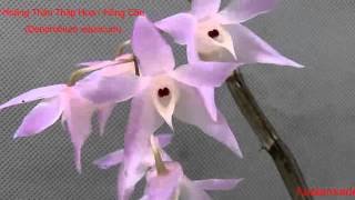preview picture of video 'Hoàng Thảo Thập Hoa (Hồng Câu)Dendrobium aduncum'
