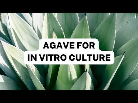 Bosky - How to handle agave for in vitro culture