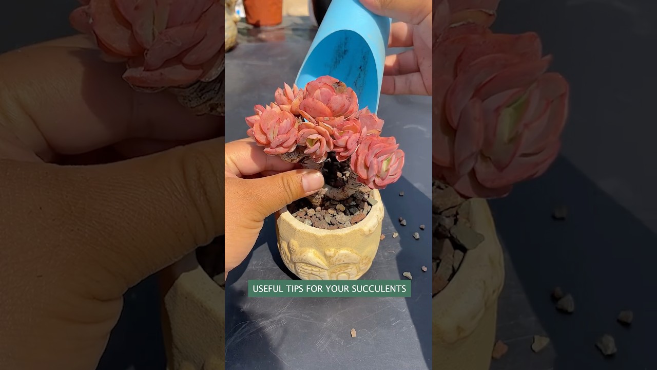 Succulent Plants for Beginners: The Ultimate Care Guide to Keep Them Alive!