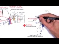 Clinical Anatomy Lower Limb Overview