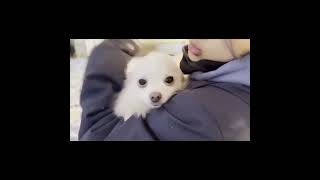Video preview image #1 Pomeranian Puppy For Sale in Seattle, WA, USA