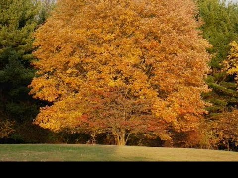 Four Seasons Time-Lapse Movie