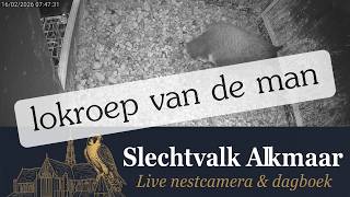 Mannetje roept vrouwtje