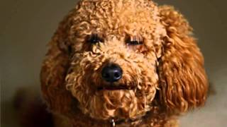 sally and rufus part.1